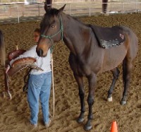 Nancy offering the saddle for her horse to explore prior to "saddling like a partner."