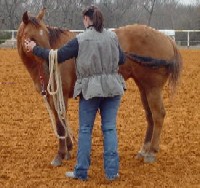Debbie teaching her horse how to "Smell it's tail"