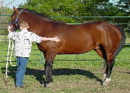 10 year old Will playing the Porcupine Game (Game #2) on the forequarters of his horse ENUF